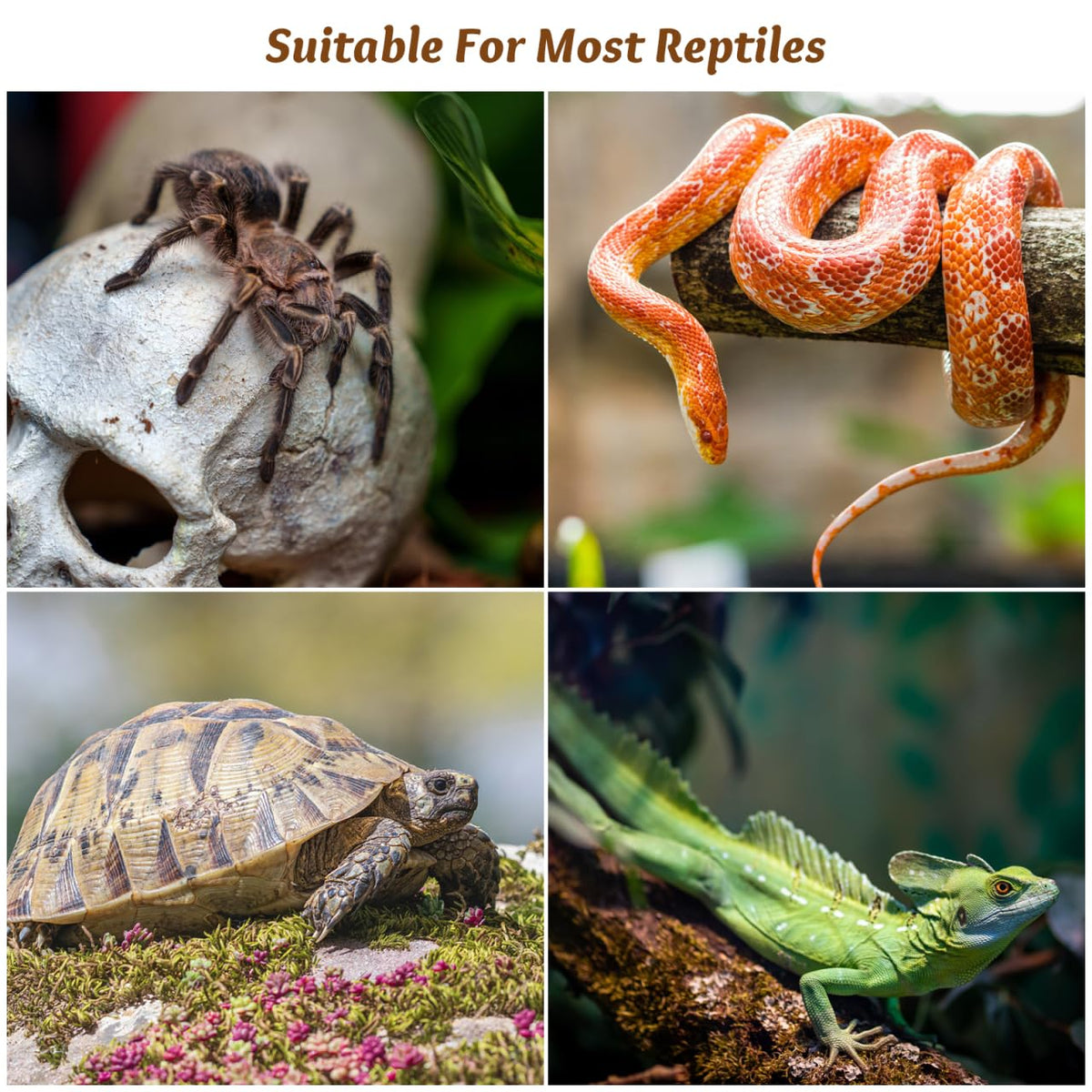 6Pcs Plastic Reptile Terrarium Screen Clips K719