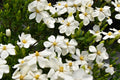 White Blooms Dwarf Evergreen Gardenia Shrub 2 Gallon Plant E183355