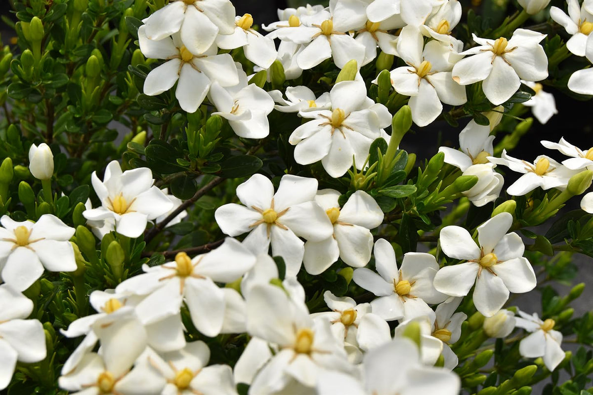 White Blooms Dwarf Evergreen Gardenia Shrub 2 Gallon Plant E183355